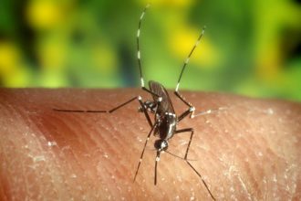 Aumentan en Europa los casos de dengue y los brotes de infecciones por el virus del Nilo Occidental