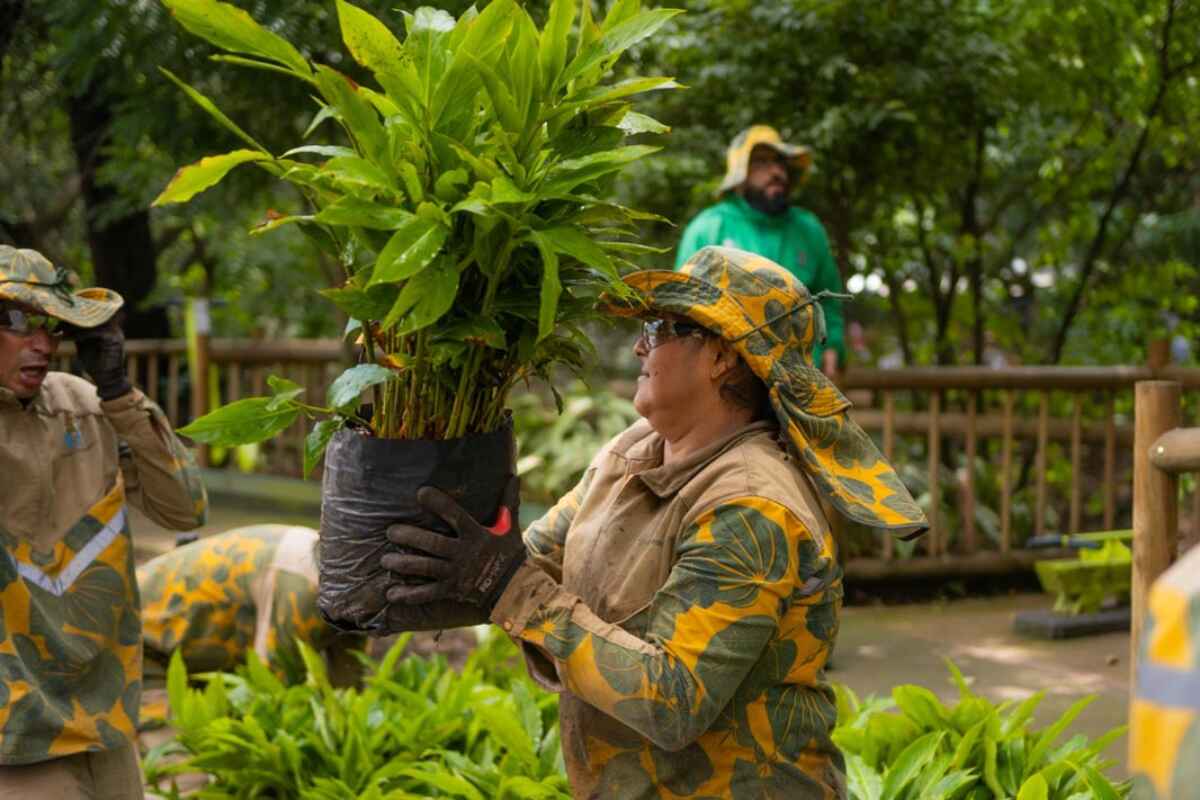 Un millón de metros cuadrados de jardines y 2.100 árboles: Medellín amplía sus corredores verdes