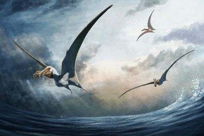 Descubren nuevo saurio volador de 100 millones de años en Australia