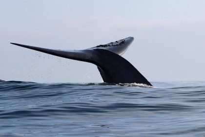 Disminuye un 36 % la población de ballena azul en el sur de Chile en catorce años