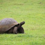 Ecuador, sede de IV Congreso Latinoamericano y del Caribe de Biología para la Conservación