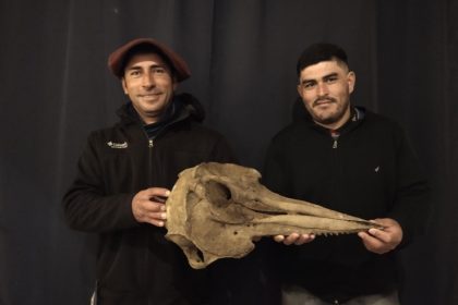 Hallado en Argentina un cráneo de delfín de 5.000 años de antigüedad