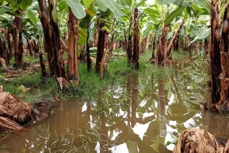 Inundaciones en Chiapas_ Dirigentes agrícolas piden declaratoria de desastre