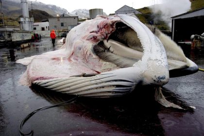 Islandia concede permiso para cazar 128 ballenas en medio de fuertes críticas