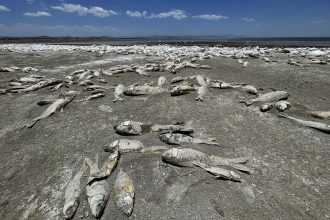 La sequía mata a cientos de miles de peces en el norte de México