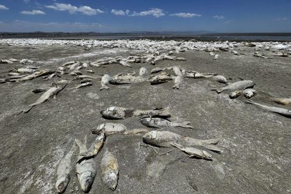 La sequía mata a cientos de miles de peces en el norte de México
