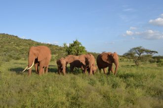 Los elefantes se identifican entre sí con un nombre propio dentro de la manada