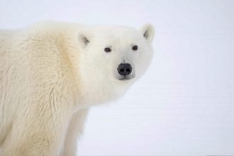 Osos polares: riesgo de desaparición por cambio climático