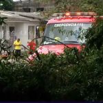 Mujer muere aplastada por un árbol en Barranquilla mientras esperaba el autobús