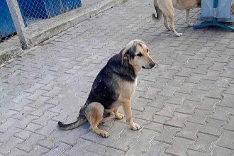 Crisis Animal en Turquía: Millones de Perros en Riesgo de Muerte