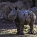 Buin Zoo presenta a 'Silverio', la nueva cría de rinoceronte blanco en Chile