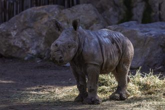 Buin Zoo presenta a 'Silverio', la nueva cría de rinoceronte blanco en Chile