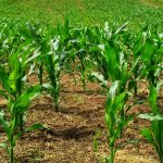 Caída en la siembra de maíz y soya: Fenalce exige acción del Gobierno
