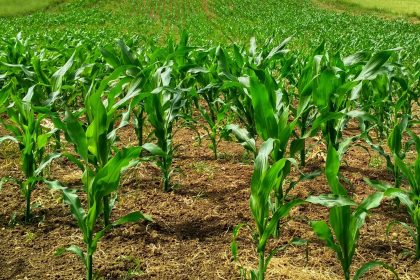 Caída en la siembra de maíz y soya: Fenalce exige acción del Gobierno