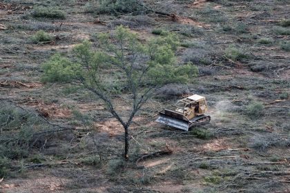 La deforestación acaba con 150.000 hectáreas de bosque nativo en el norte de Argentina