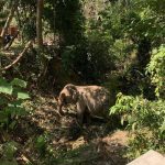 Muere un hombre en Tailandia tras estrellar su motocicleta contra un elefante