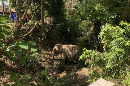 Muere un hombre en Tailandia tras estrellar su motocicleta contra un elefante