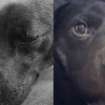 perro-Eutanasia a Cosmo: familia denuncia negligencia del IDPYBA en Bogotá