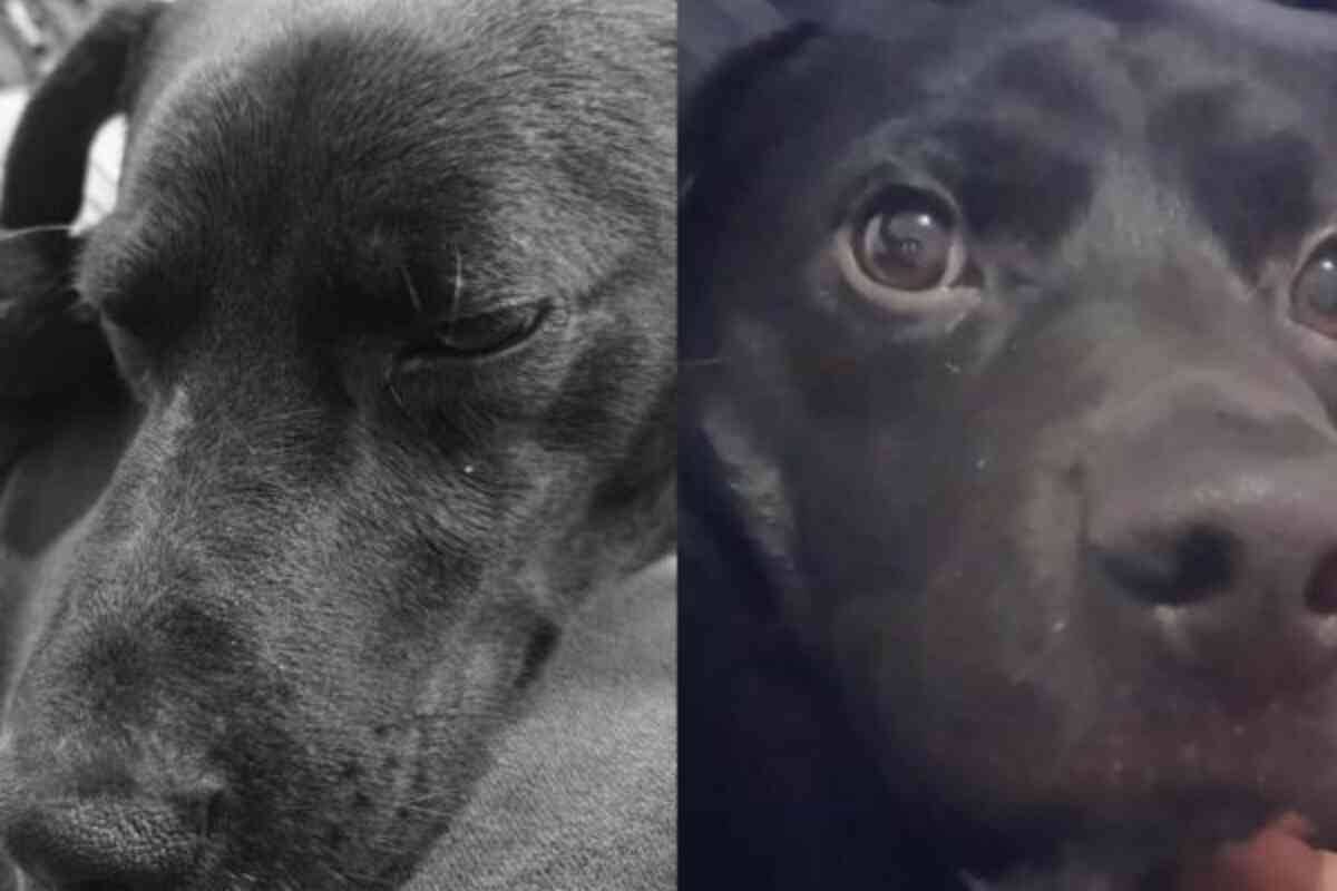 perro-Eutanasia a Cosmo: familia denuncia negligencia del IDPYBA en Bogotá