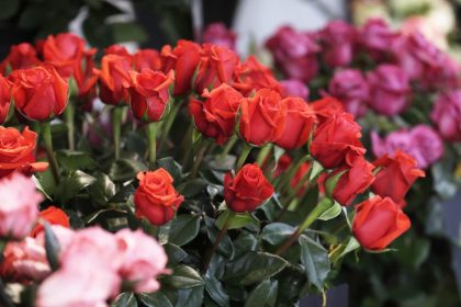 Las flores colombianas adornan un año más el San Valentín sin los aranceles de EE.UU.