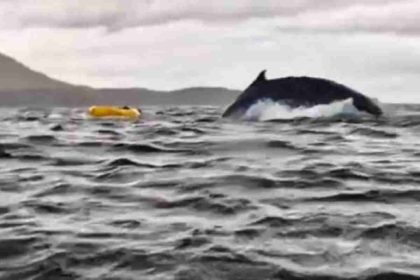 Tragado y escupido por una ballena: la increíble experiencia de un joven en Chile