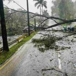 Intensas lluvias en Medellín provocan la caída de árboles en La Bayadera y Las Palmas