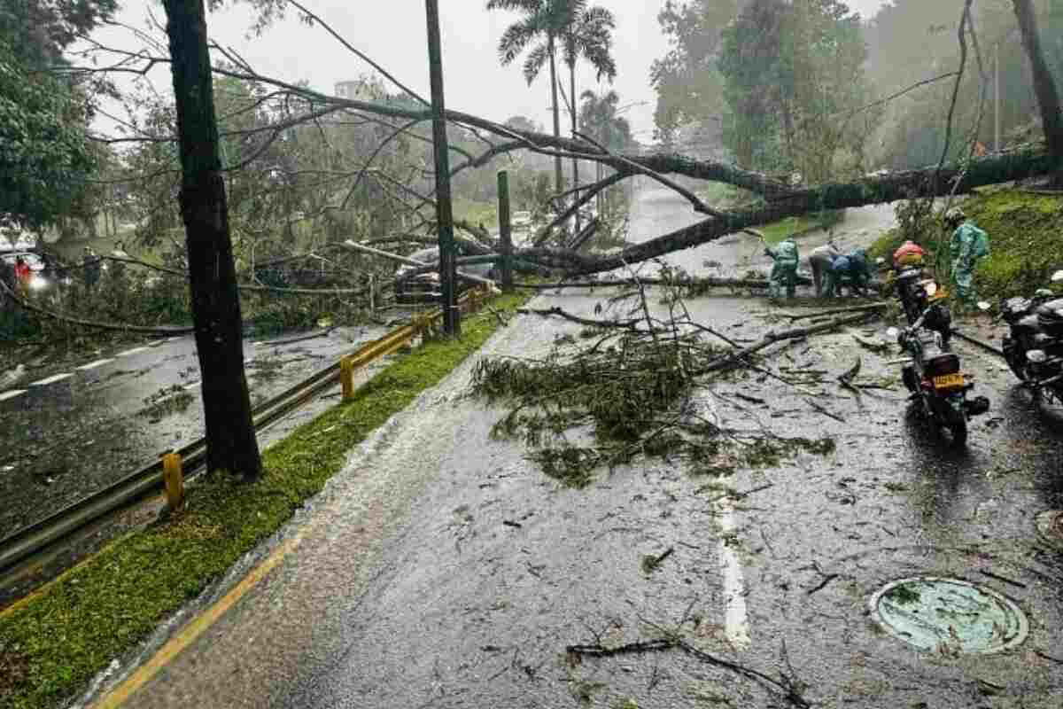 Intensas lluvias en Medellín provocan la caída de árboles en La Bayadera y Las Palmas