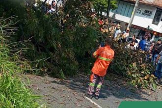 Fatal accidente en la Avenida 33: un policía murió al desplomarse un árbol en Medellín