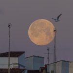 Blue Ghost logra perforar la Luna y probar computador resistente a la radiación espacial