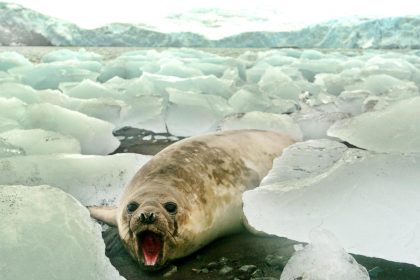 La capa de hielo marino alcanzó el mínimo histórico el mes pasado, el tercer febrero más cálido