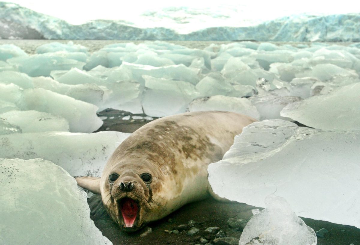 La capa de hielo marino alcanzó el mínimo histórico el mes pasado, el tercer febrero más cálido