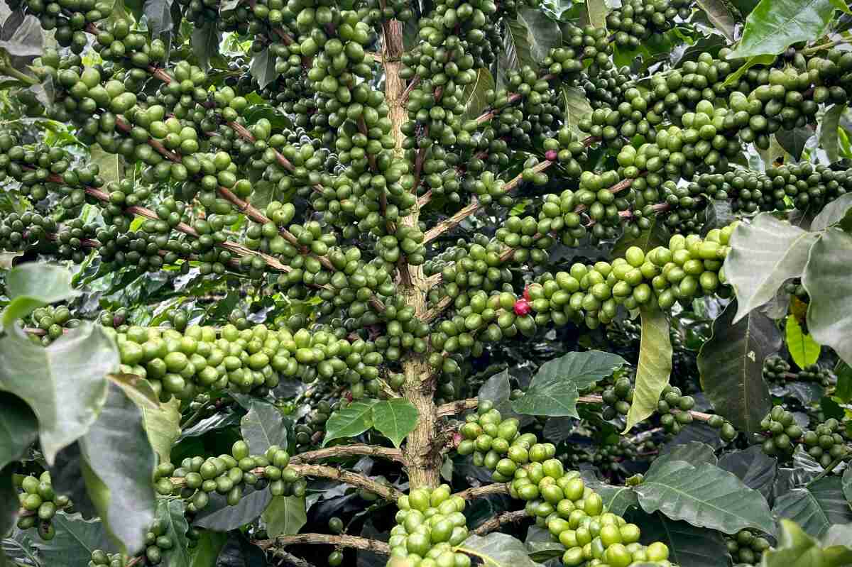 Café colombiano logra su mayor producción en 29 años con 14,79 millones de sacos