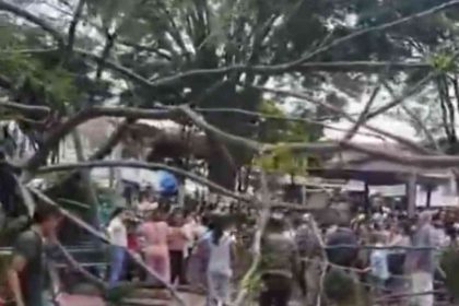 Otro árbol se cayó en Medellín: cinco personas resultaron heridas en Villa Hermosa